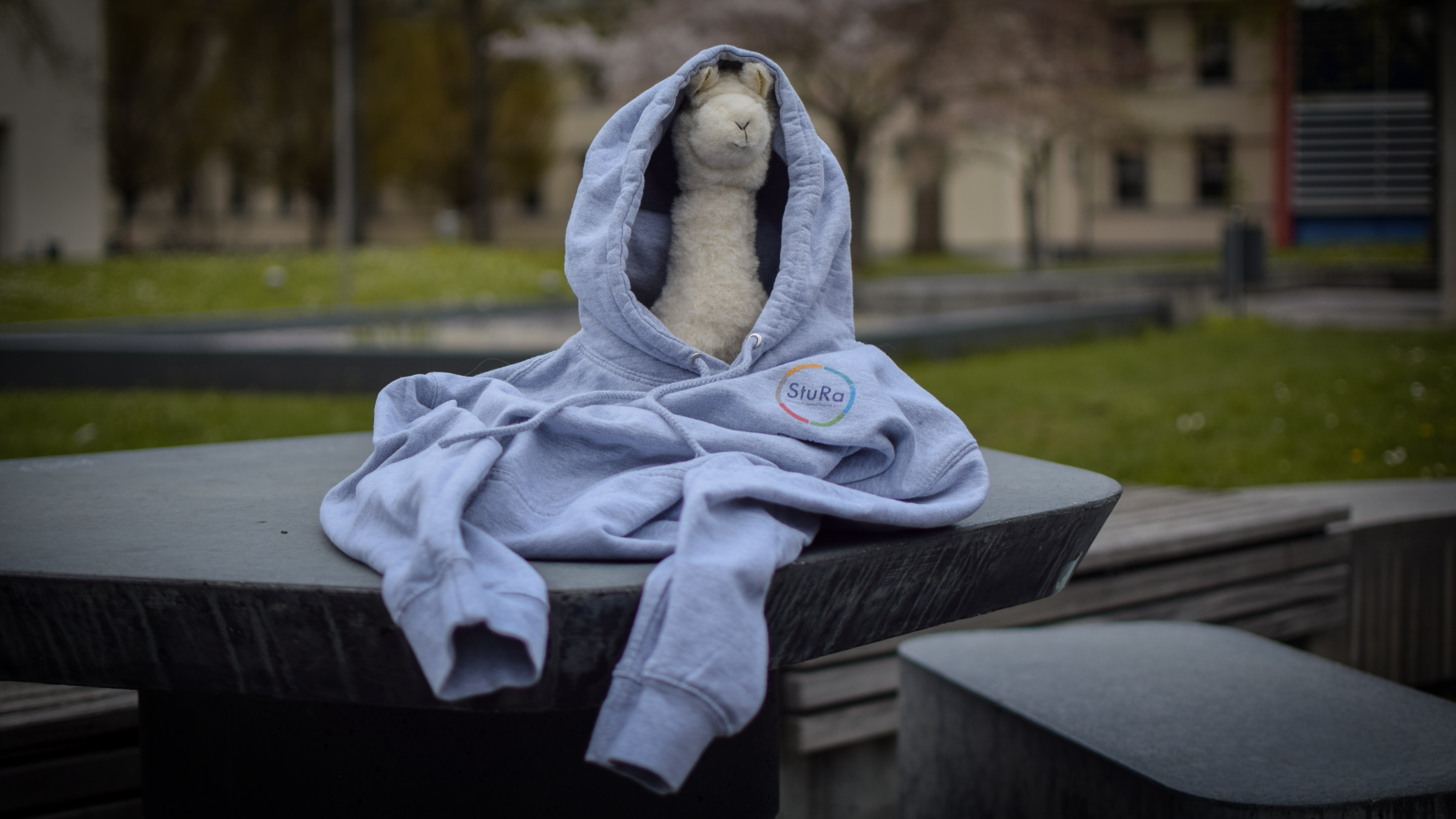 Ein Bild von Alpaka Anton