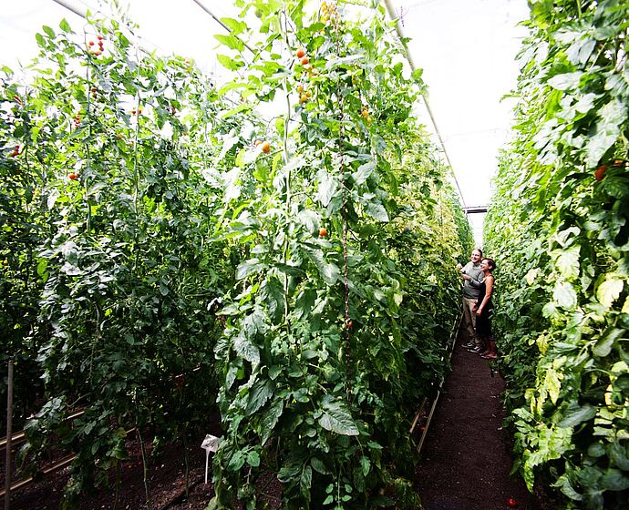 Gruppe Studierender lernt am Grünen Campus