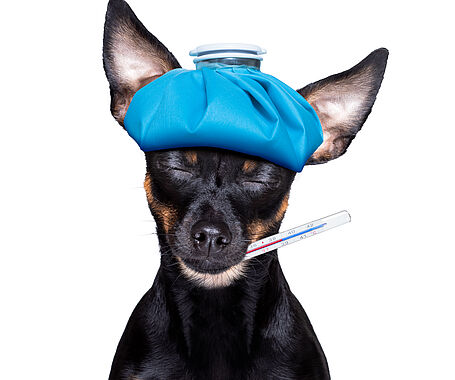 Darstellung eines kranken Hundes mit Fieberthermeter im Maul