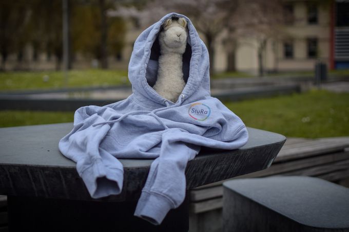 Ein Bild von Alpaka Anton