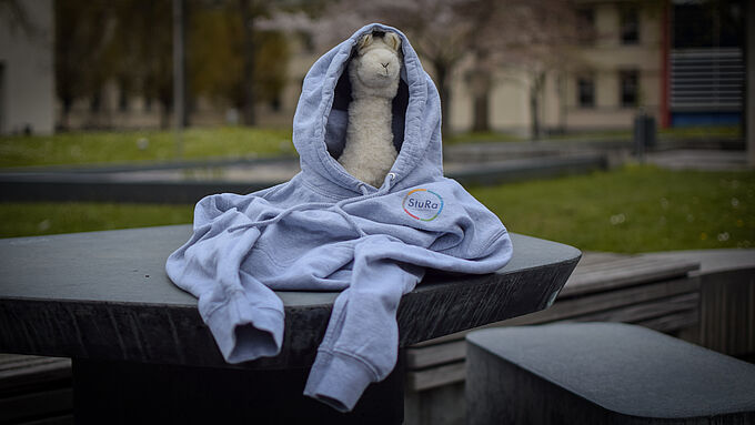 Ein Bild von Alpaka Anton