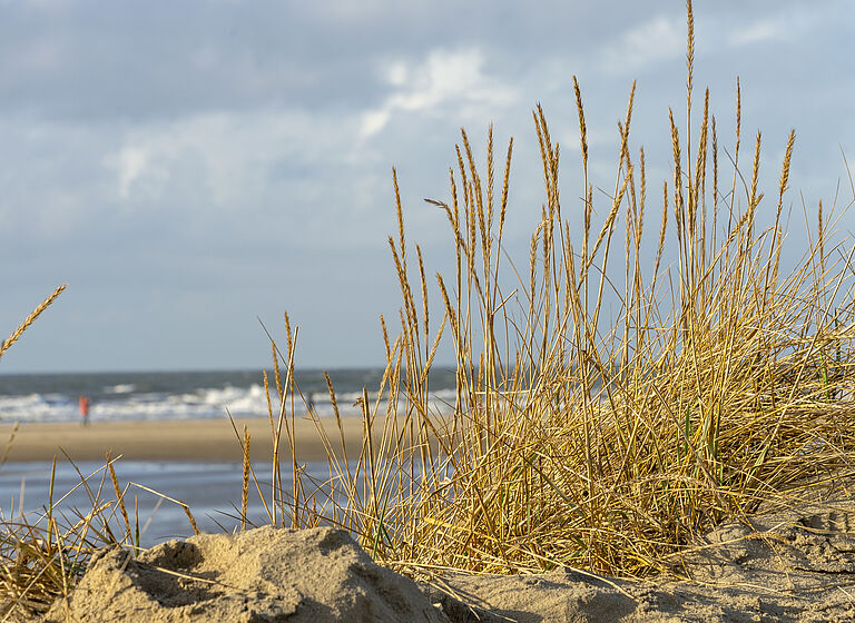 Darstellung eines Strands mit einer grasbewachsenen Düne