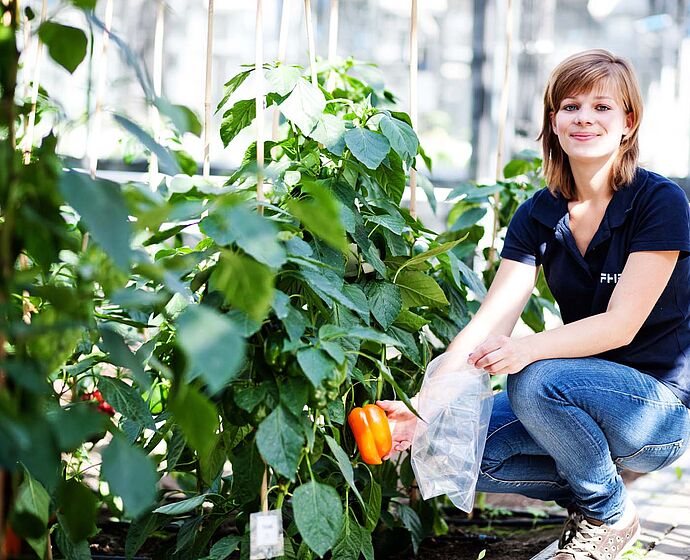 Gruppe Studierender lernt am Grünen Campus