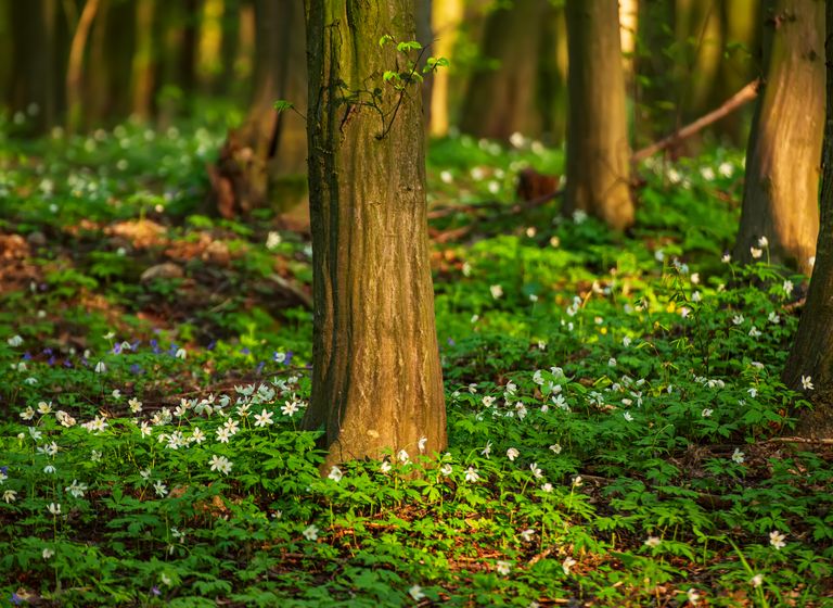 Darstellung eines Waldbodens, der mit Blumen bedeckt ist. 