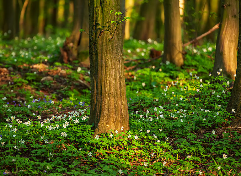 Darstellung eines Waldbodens, der mit Blumen bewachsen ist.