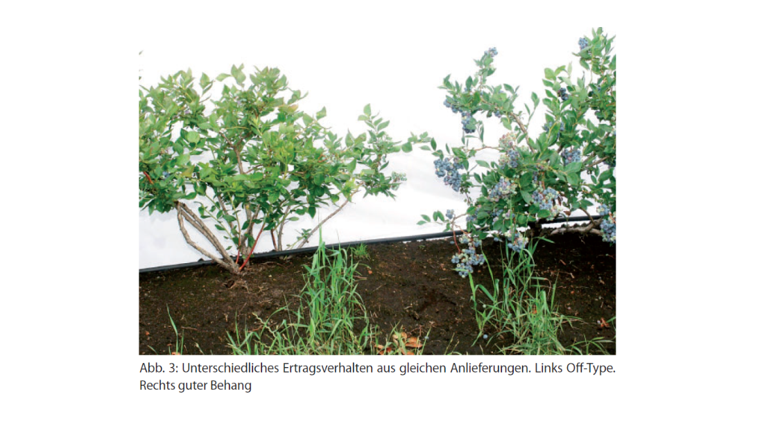 Projektbild HeiNo - Heidelbeeren Heidelbeeren No Off-Type