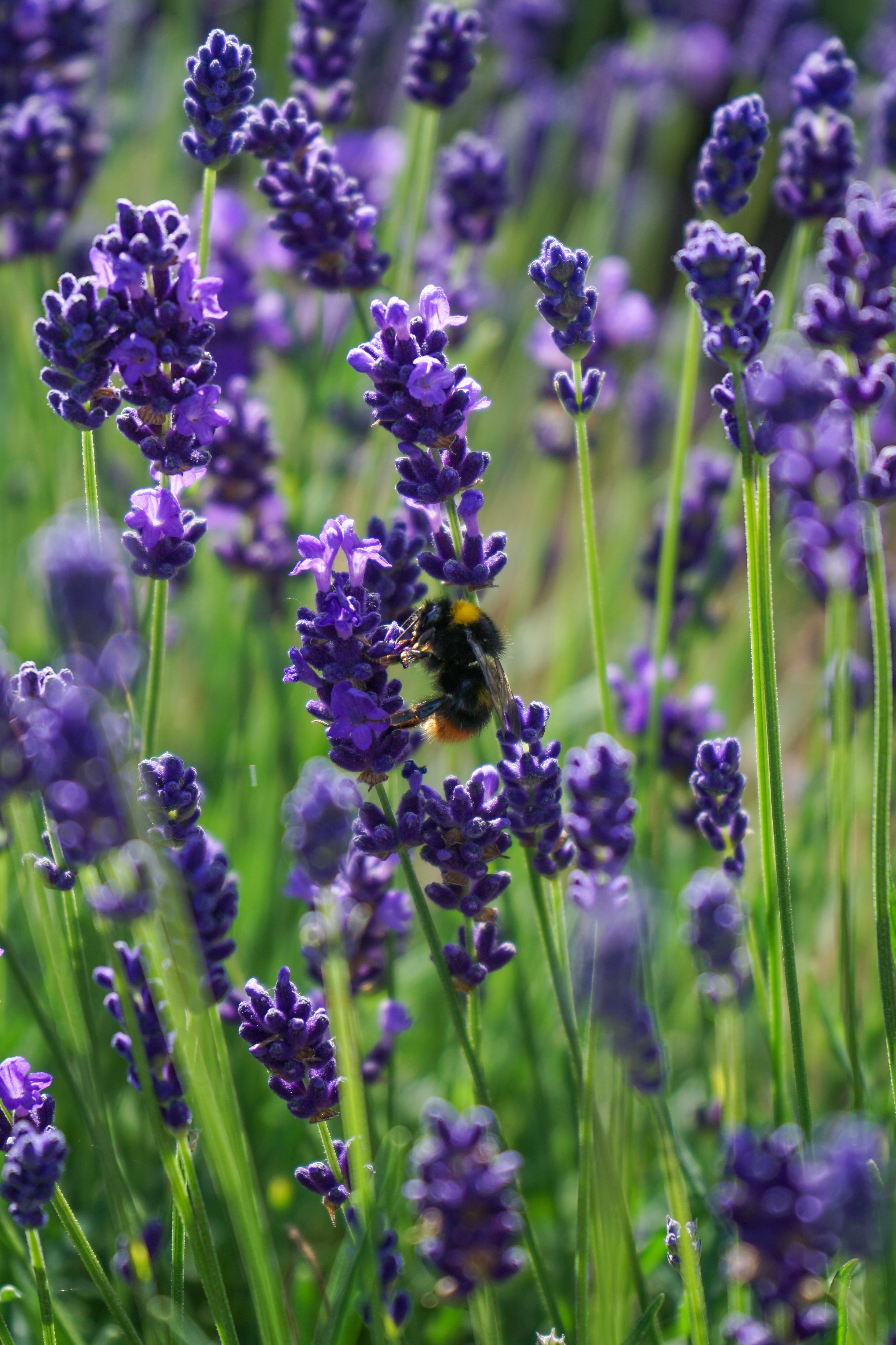 Wiesenhummel (Bombus pratorum) an einer Lavendelblüte auf dem Versuchsfeld der Fakultät LGF der Fachhochschule Erfurt