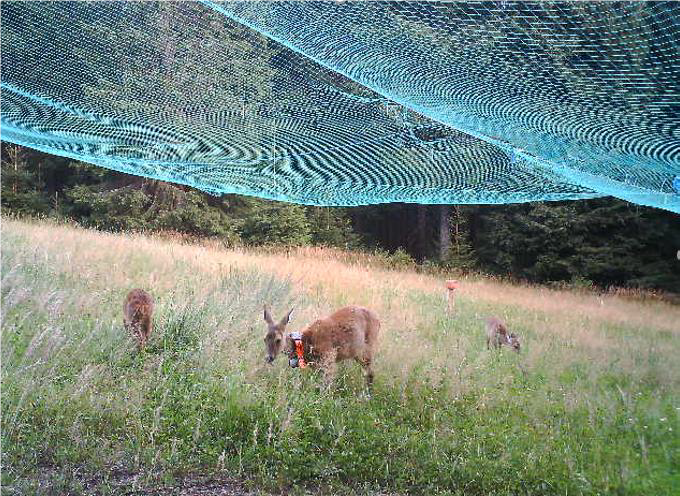 Rehwildfang mit Netz zur Besenderung Rehwildfang mit Netz zur Besenderung