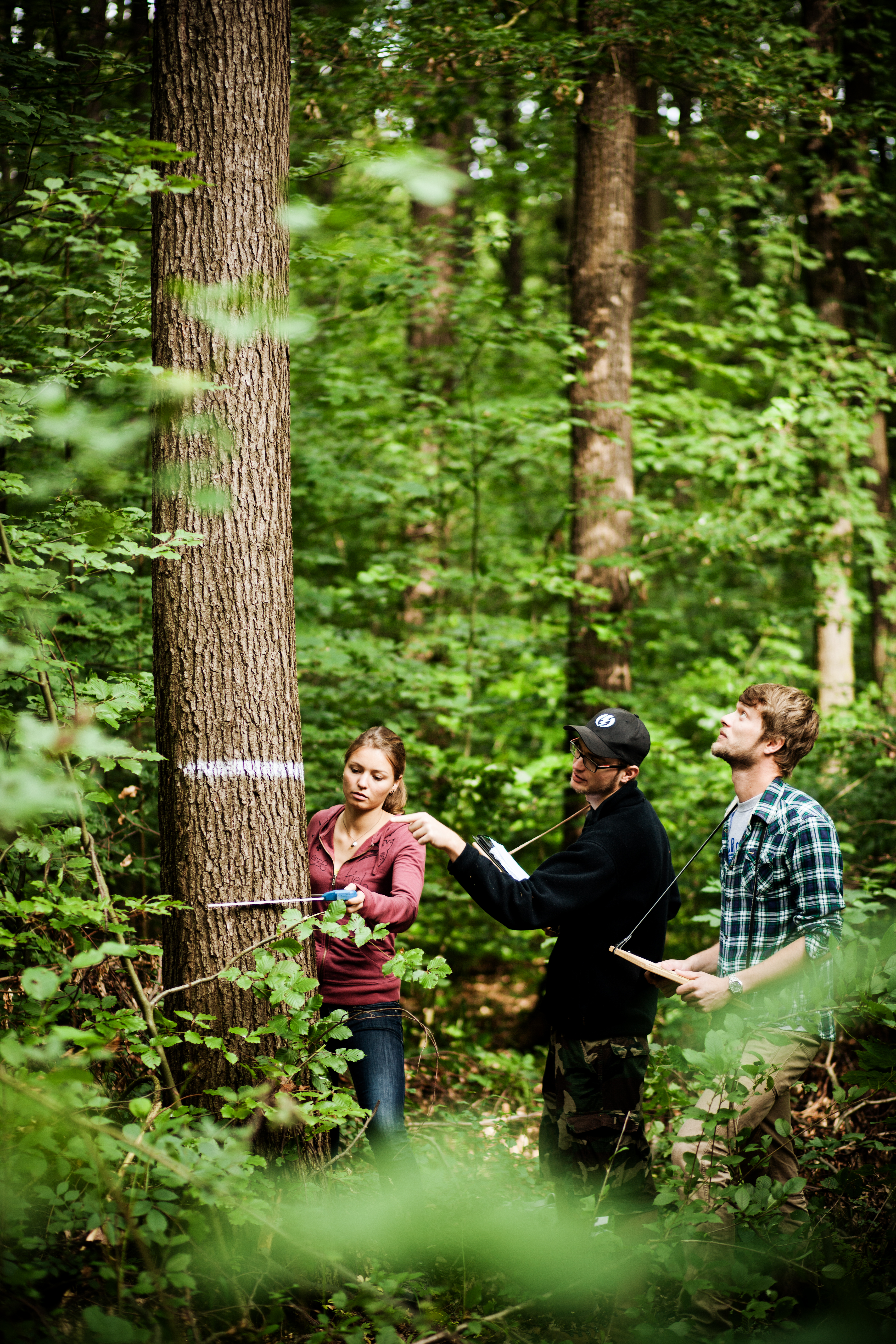 TERRA - Innovative Entwicklung zum Verfahren von pflanzenkohlebasierten Aufwuchsträgern für den zukünftigen Waldumbau