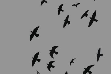V&ouml;gel am Himmel