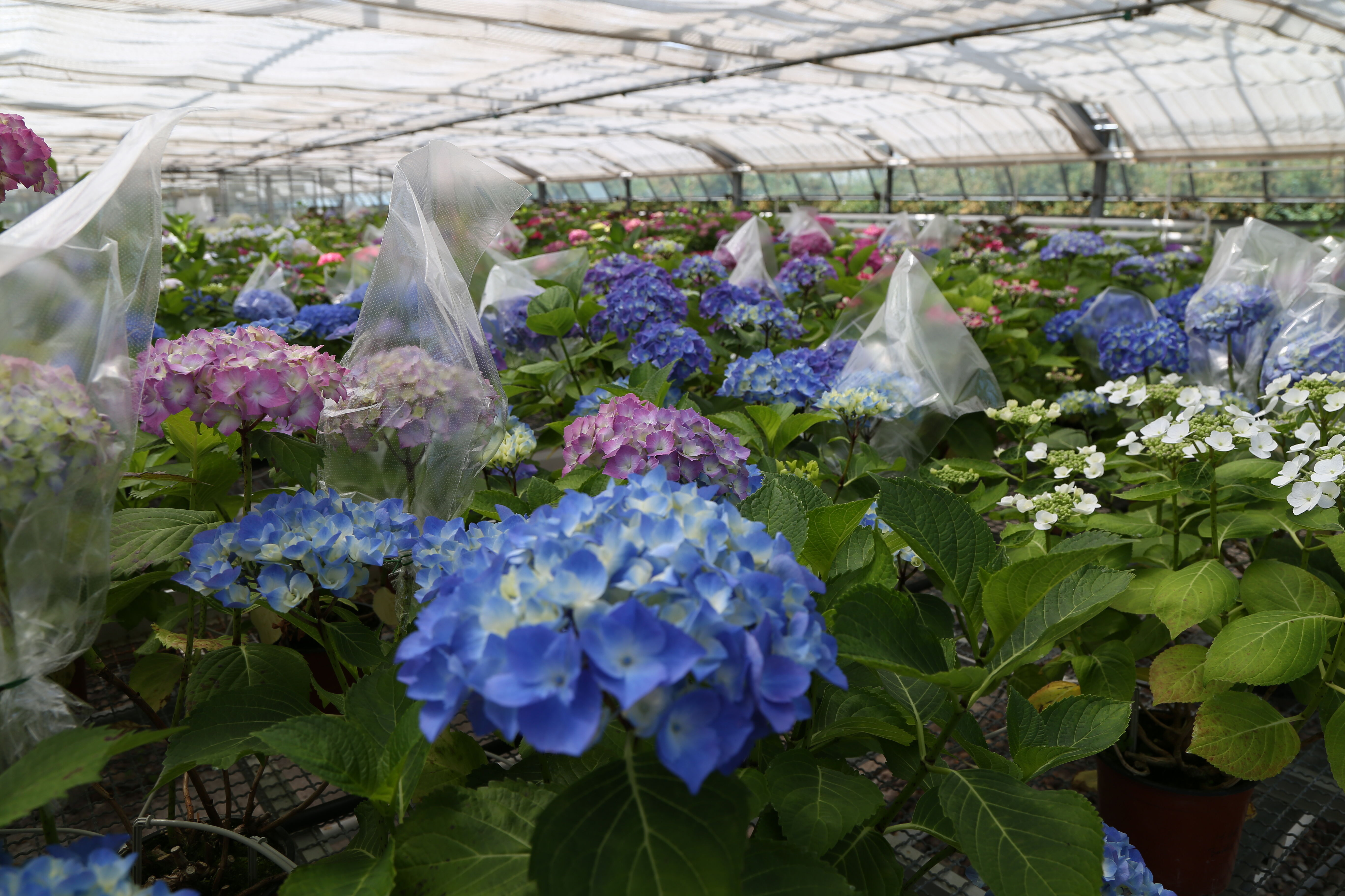 Projektbild Pflanzenzüchtung 