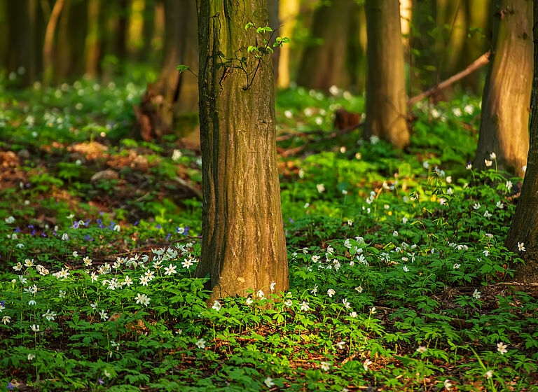 Darstellung eines Waldbodens, der mit Blumen bewachsen ist.